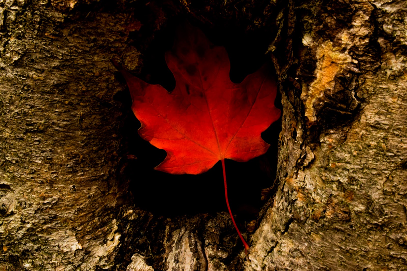 leaf in a tree knot